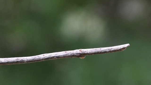 Broad-billed Hummingbird - ML656808642
