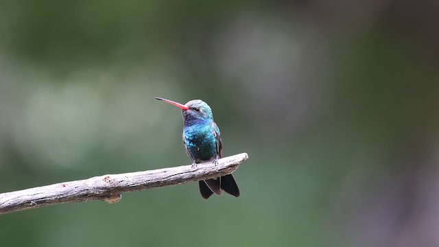 Broad-billed Hummingbird - ML656808651