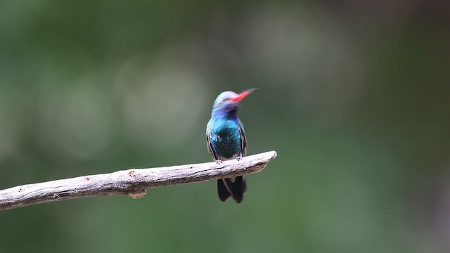Broad-billed Hummingbird - ML656808664