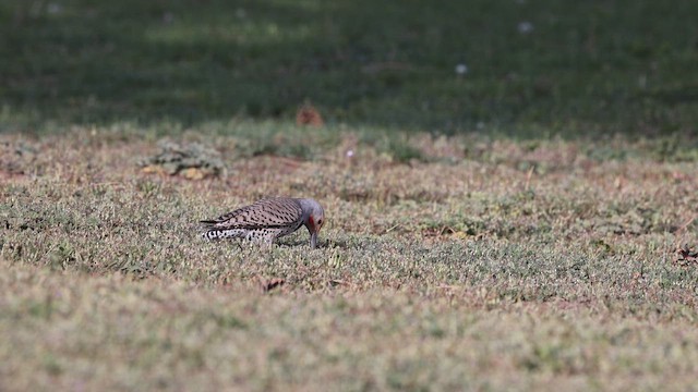 Northern Flicker (Red-shafted) - ML656808735