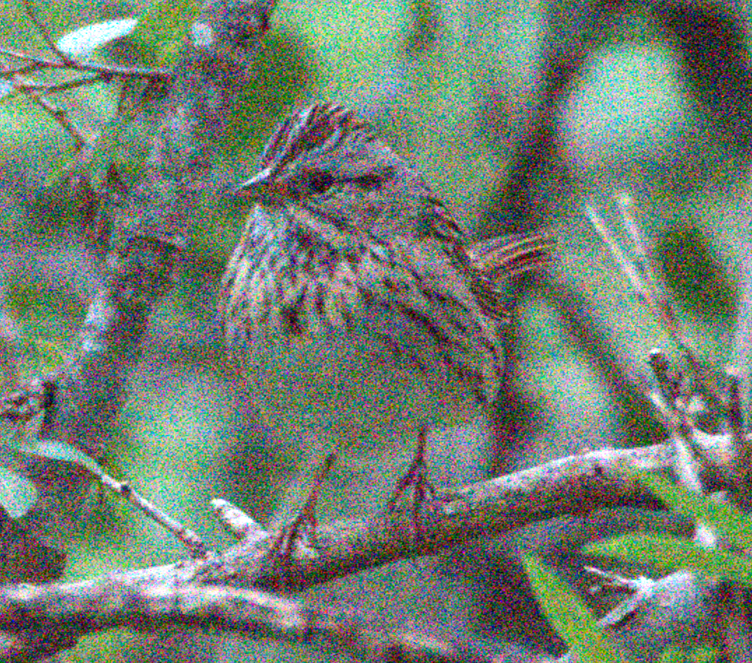 Lincoln's Sparrow - ML656809649