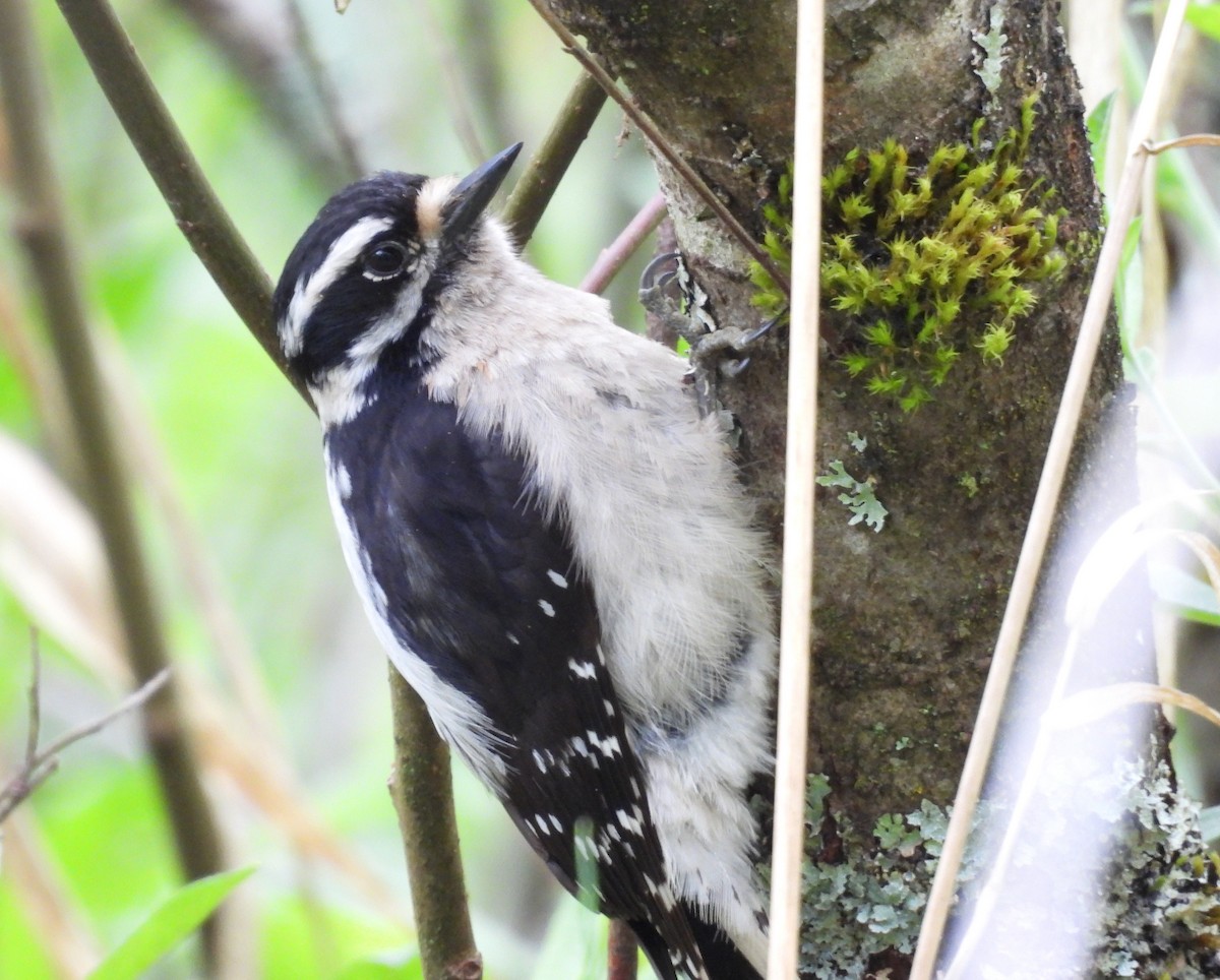 Downy Woodpecker - ML656810536