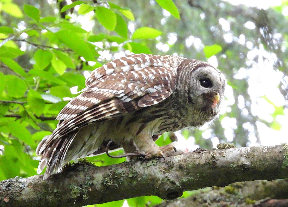 Barred Owl - ML656810570