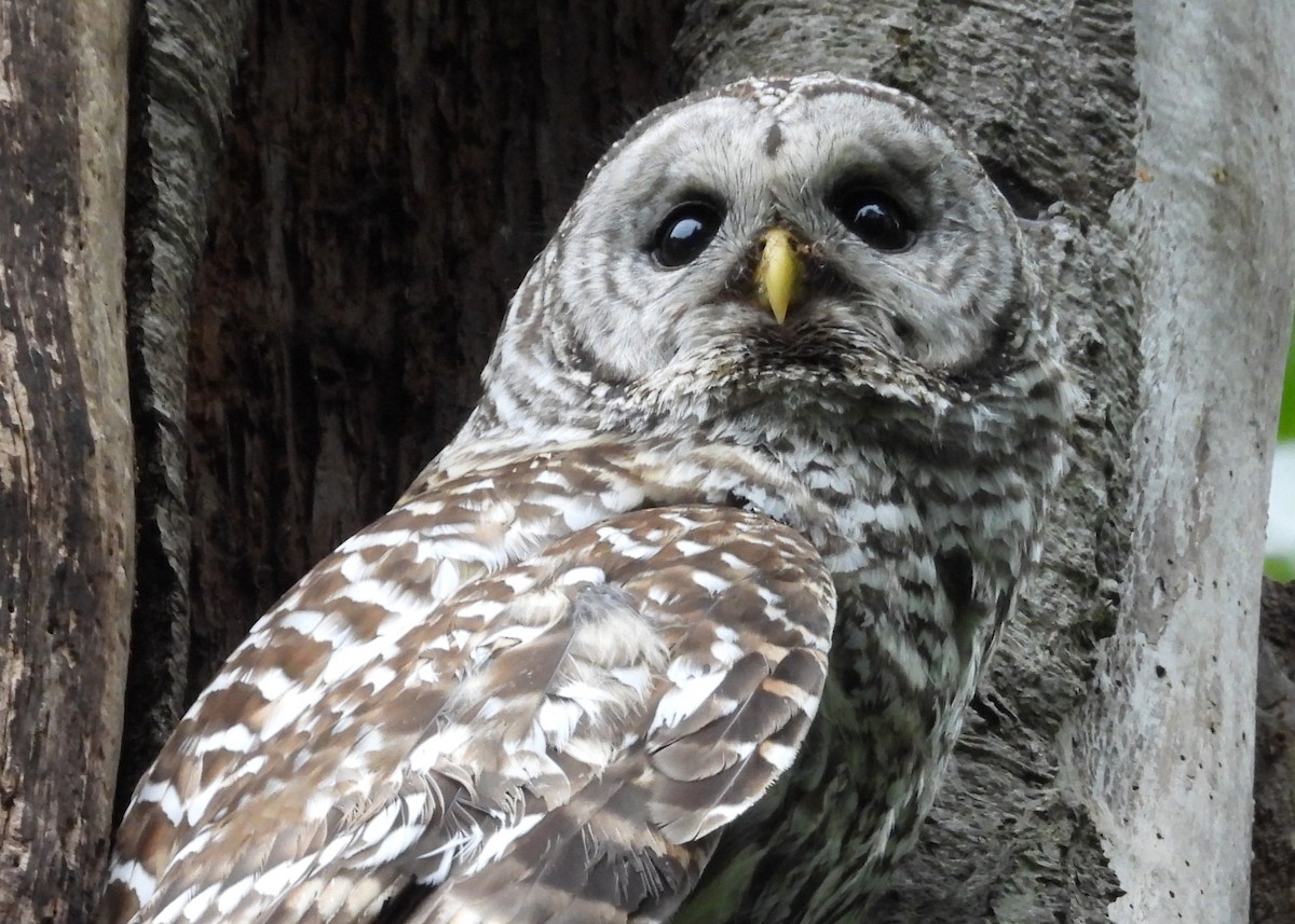 Barred Owl - ML656810571