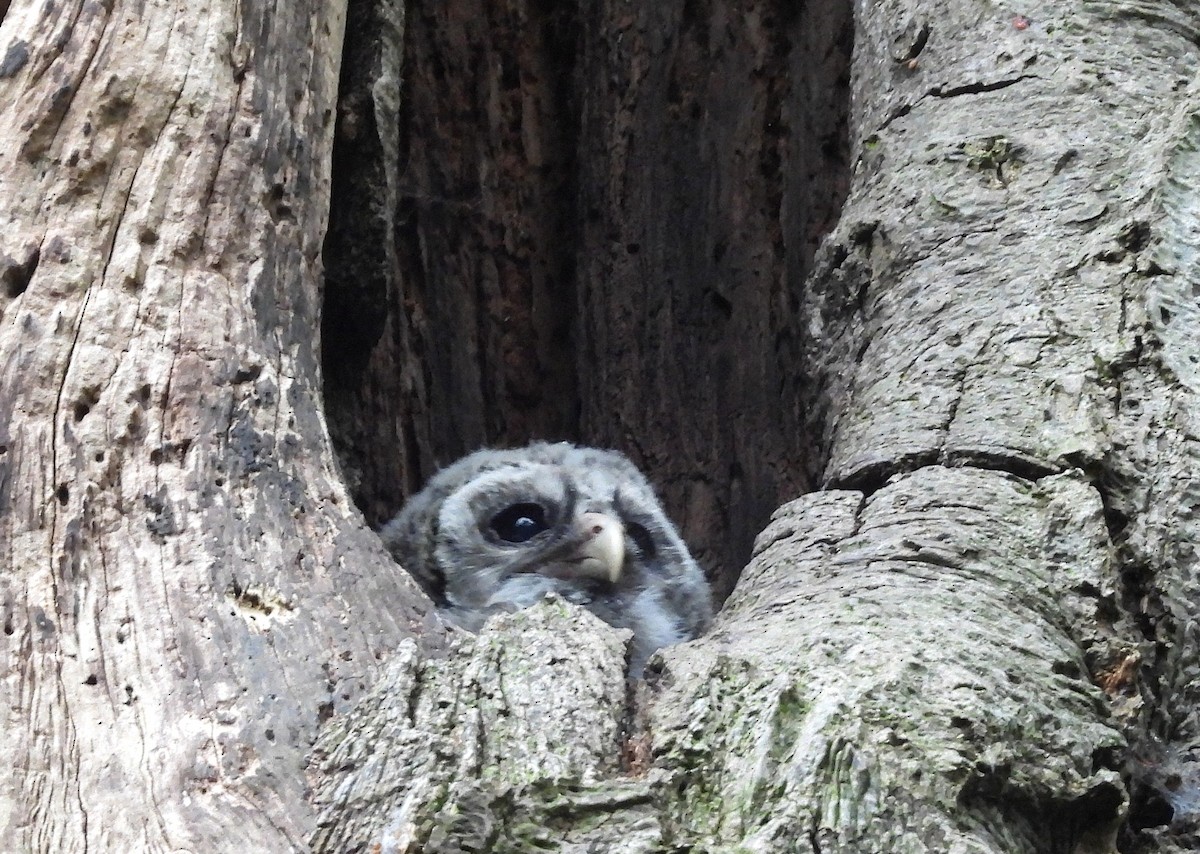 Barred Owl - ML656810572