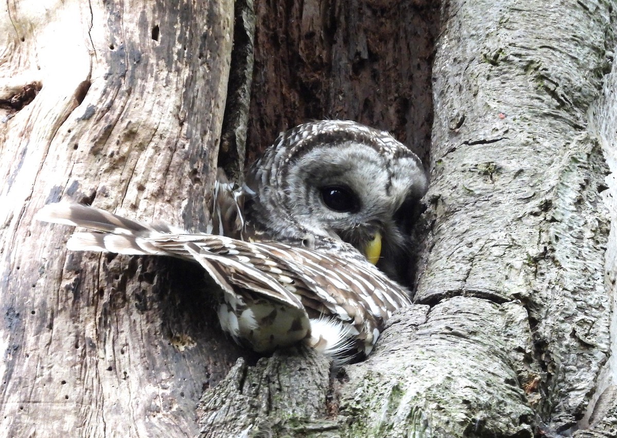 Barred Owl - ML656810573