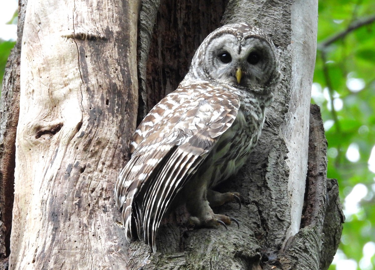 Barred Owl - ML656810574