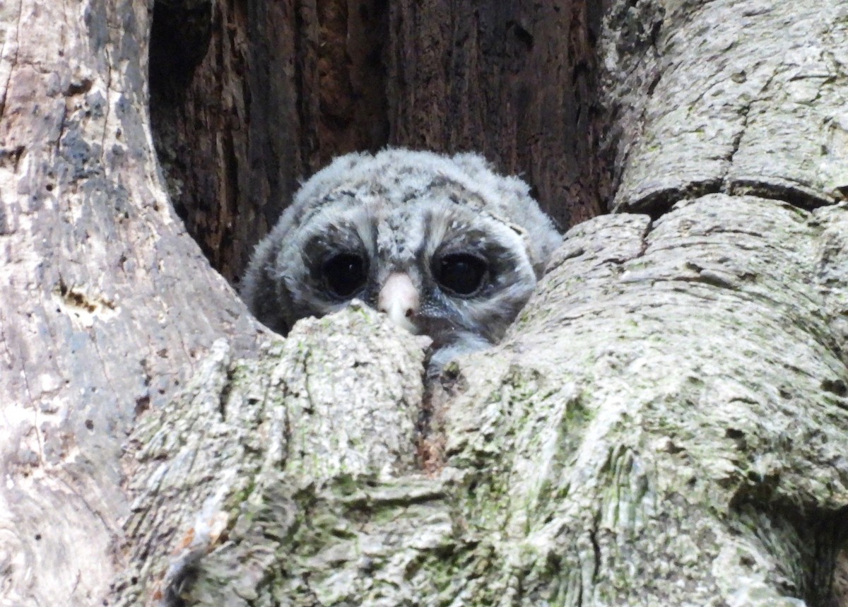 Barred Owl - ML656810575