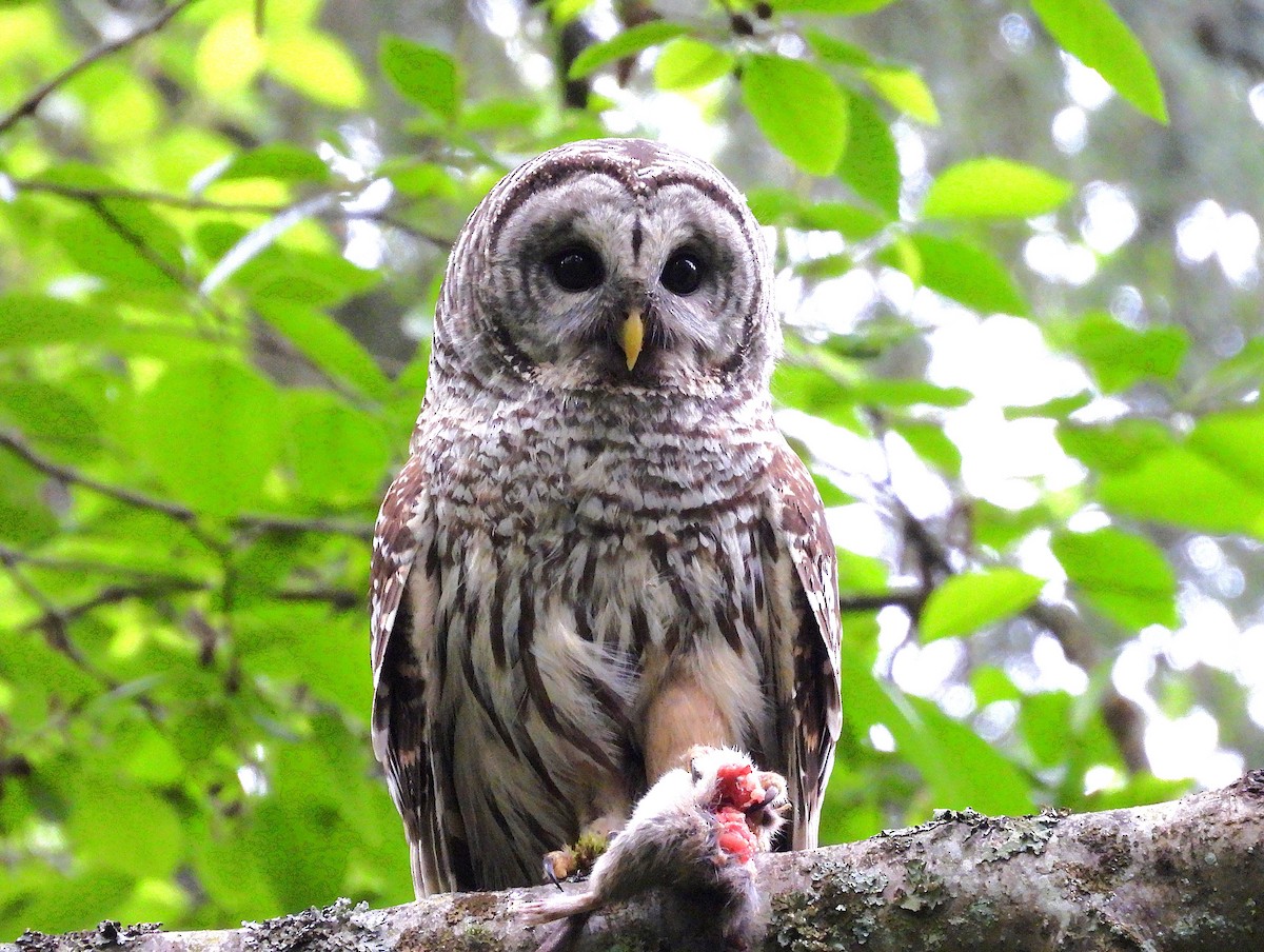 Barred Owl - ML656810576
