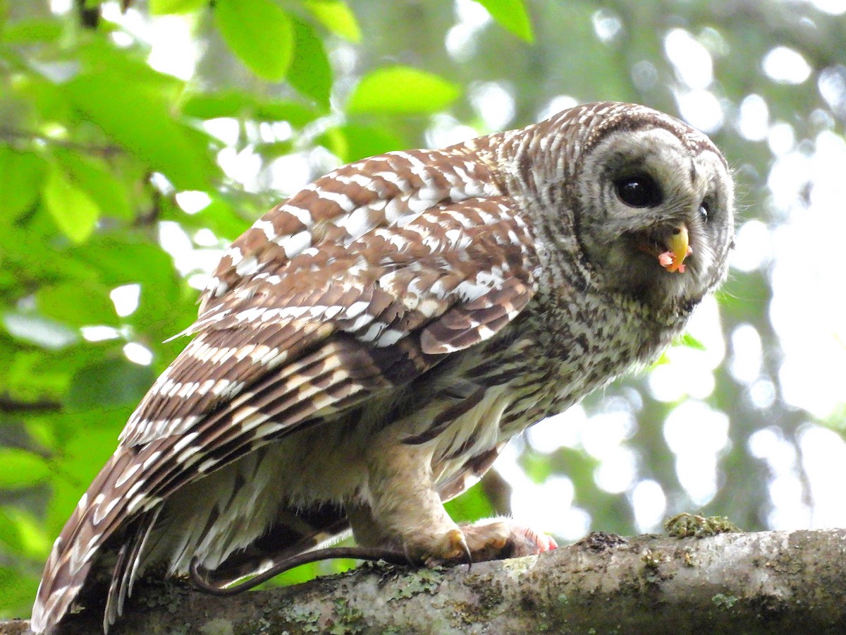 Barred Owl - ML656810577