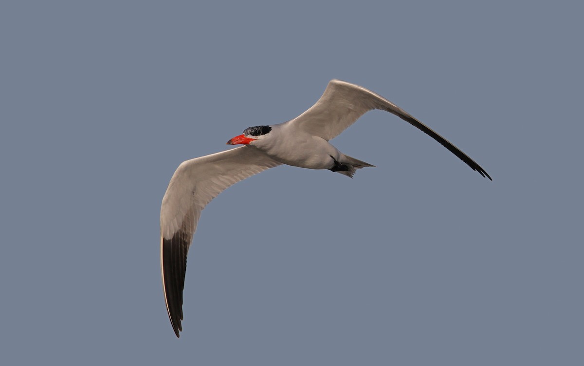 Caspian Tern - ML65681191