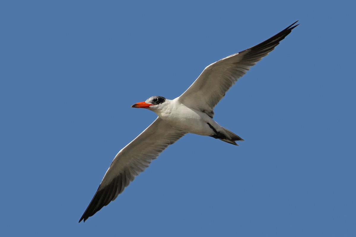 Caspian Tern - ML65681231