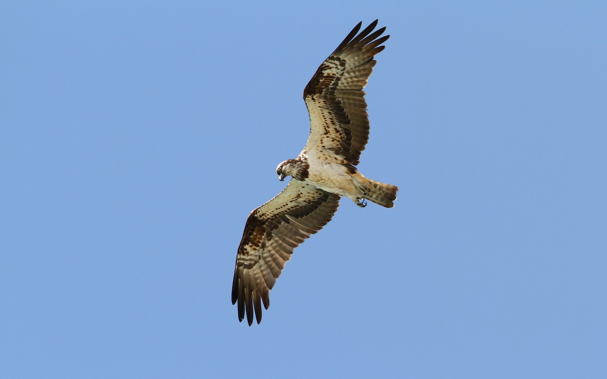 Águila Pescadora (haliaetus) - ML65681261