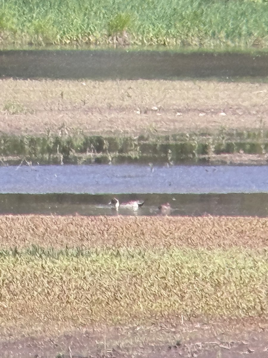 Northern Pintail - ML656812955
