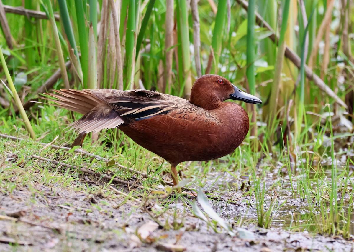 Cinnamon Teal - ML656813092