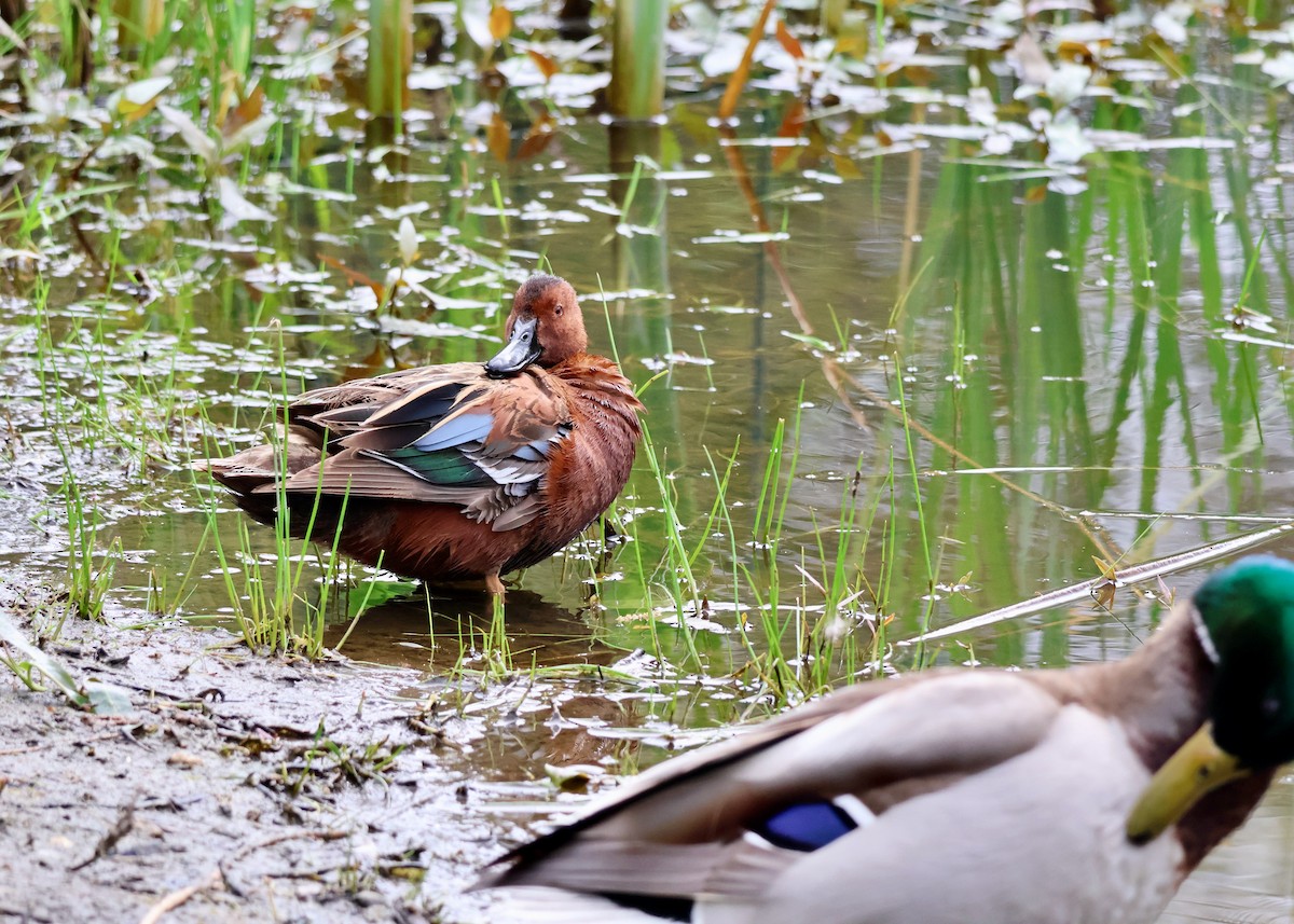 Cinnamon Teal - ML656813123