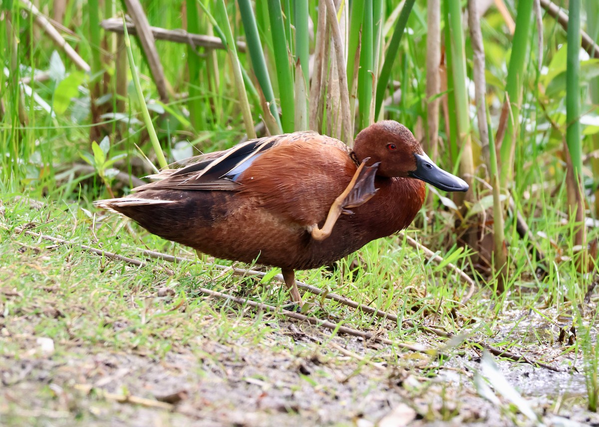 Cinnamon Teal - ML656813129