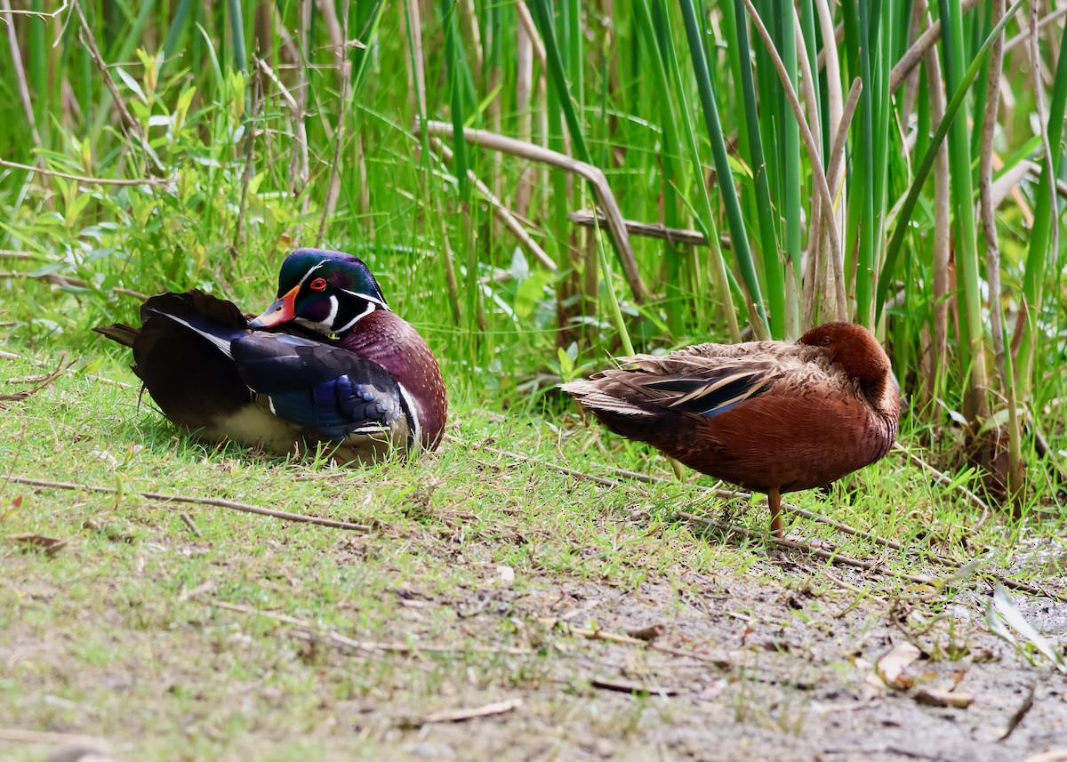 Cinnamon Teal - ML656813133