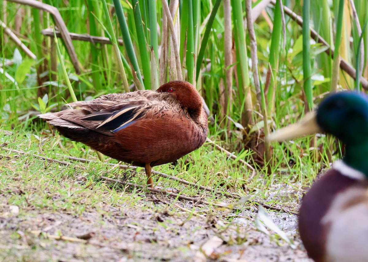 Cinnamon Teal - ML656813138