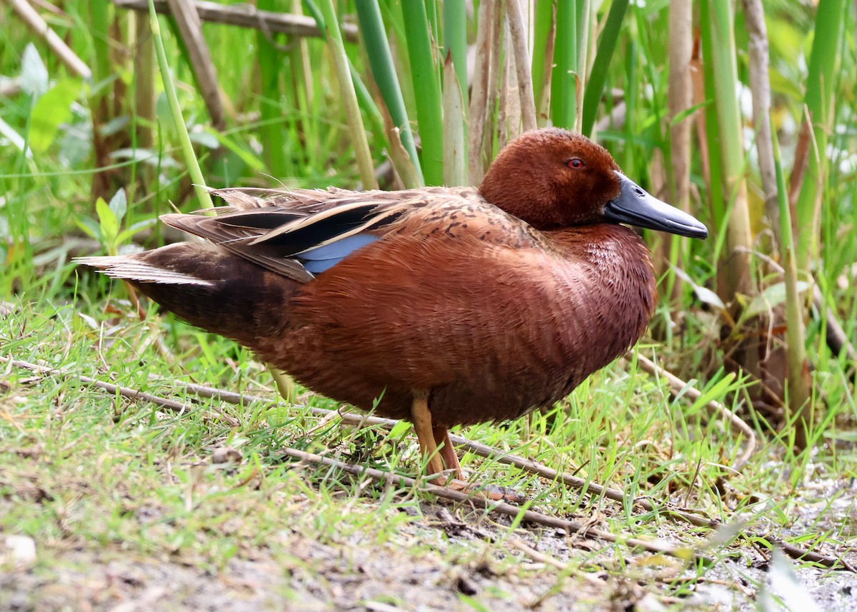 Cinnamon Teal - ML656813286