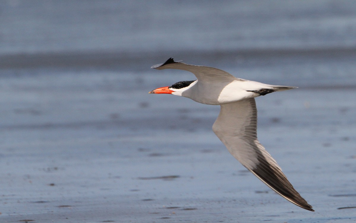 Caspian Tern - ML65681331