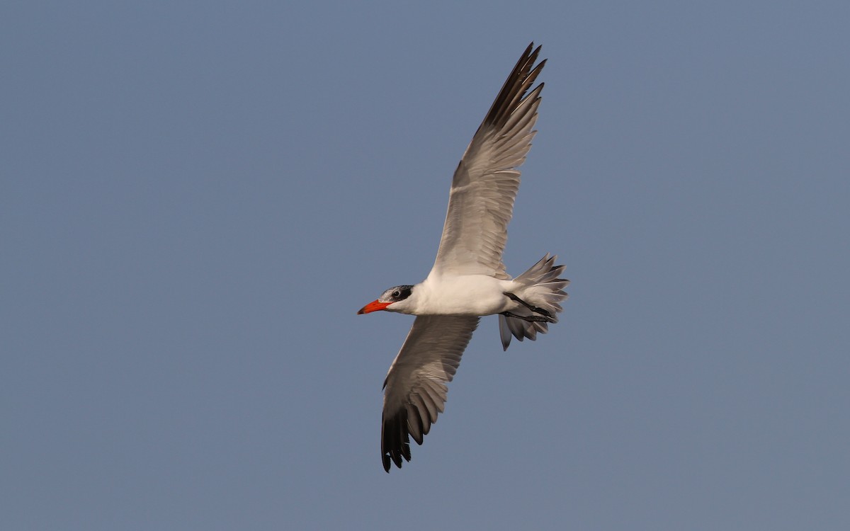 Caspian Tern - ML65681351