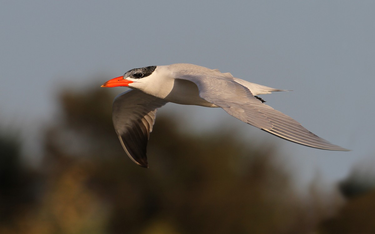 Caspian Tern - ML65681421