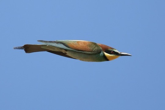 European Bee-eater - ML656814621