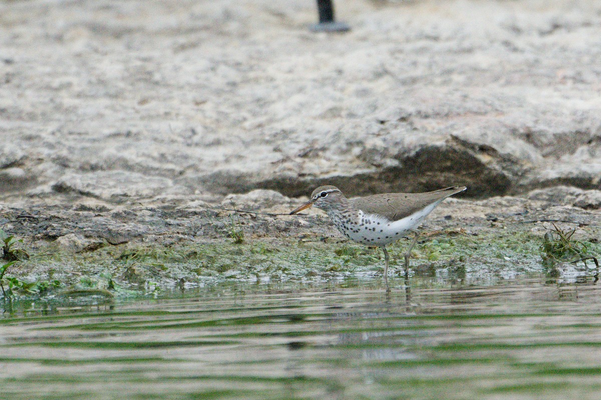 flekksnipe - ML656814625