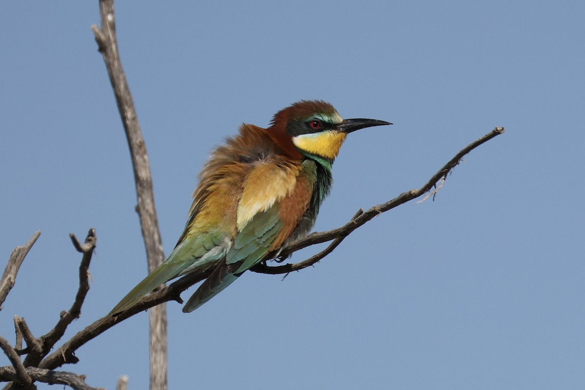 European Bee-eater - ML656814629