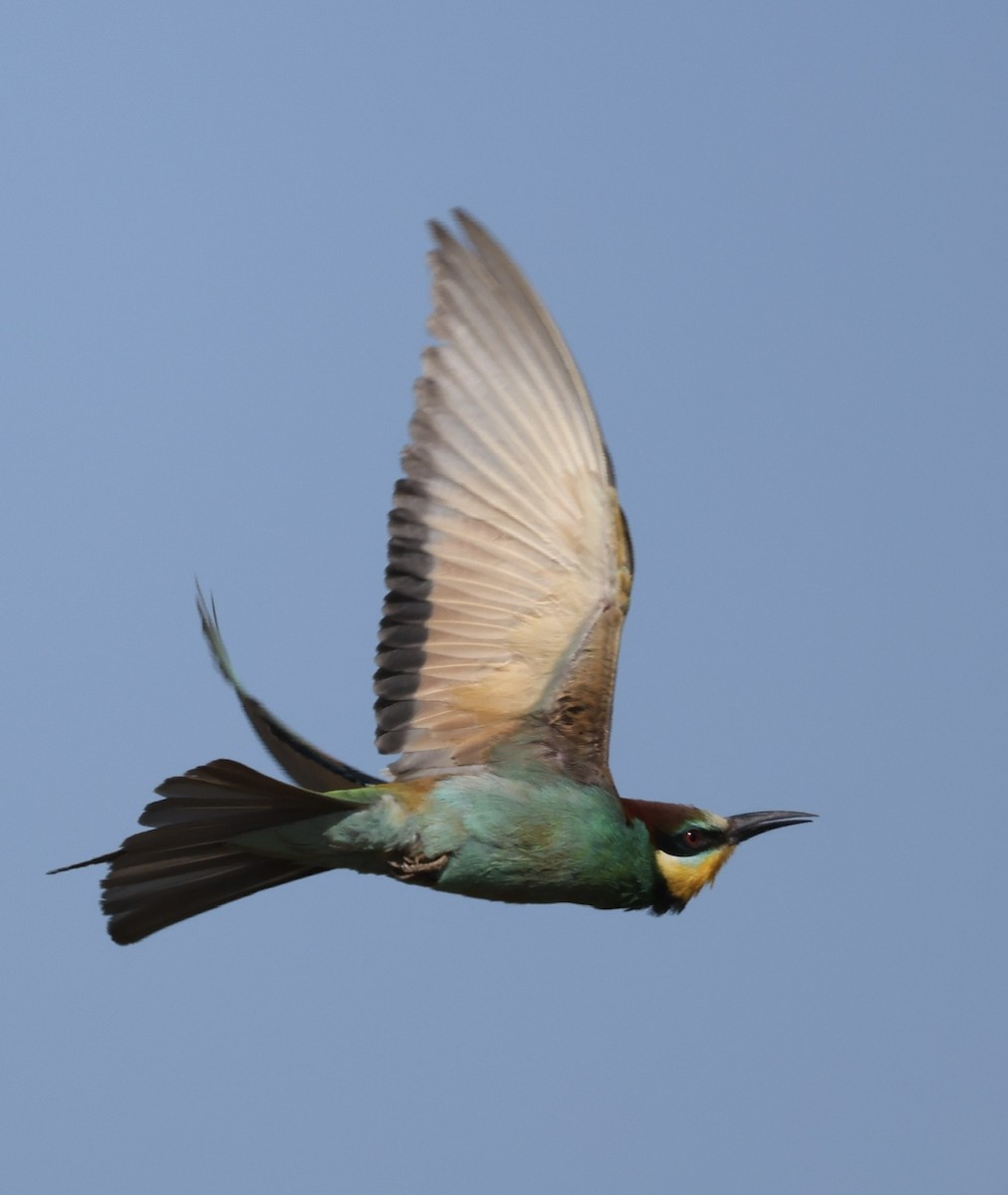 European Bee-eater - ML656814637
