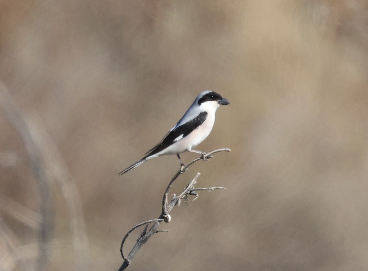 Lesser Gray Shrike - ML656814672