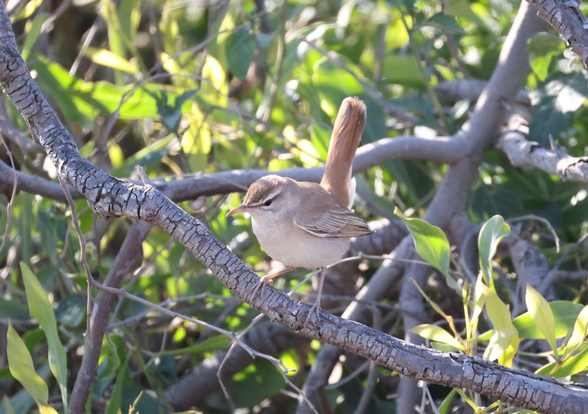 Rufous-tailed Scrub-Robin - ML656814717