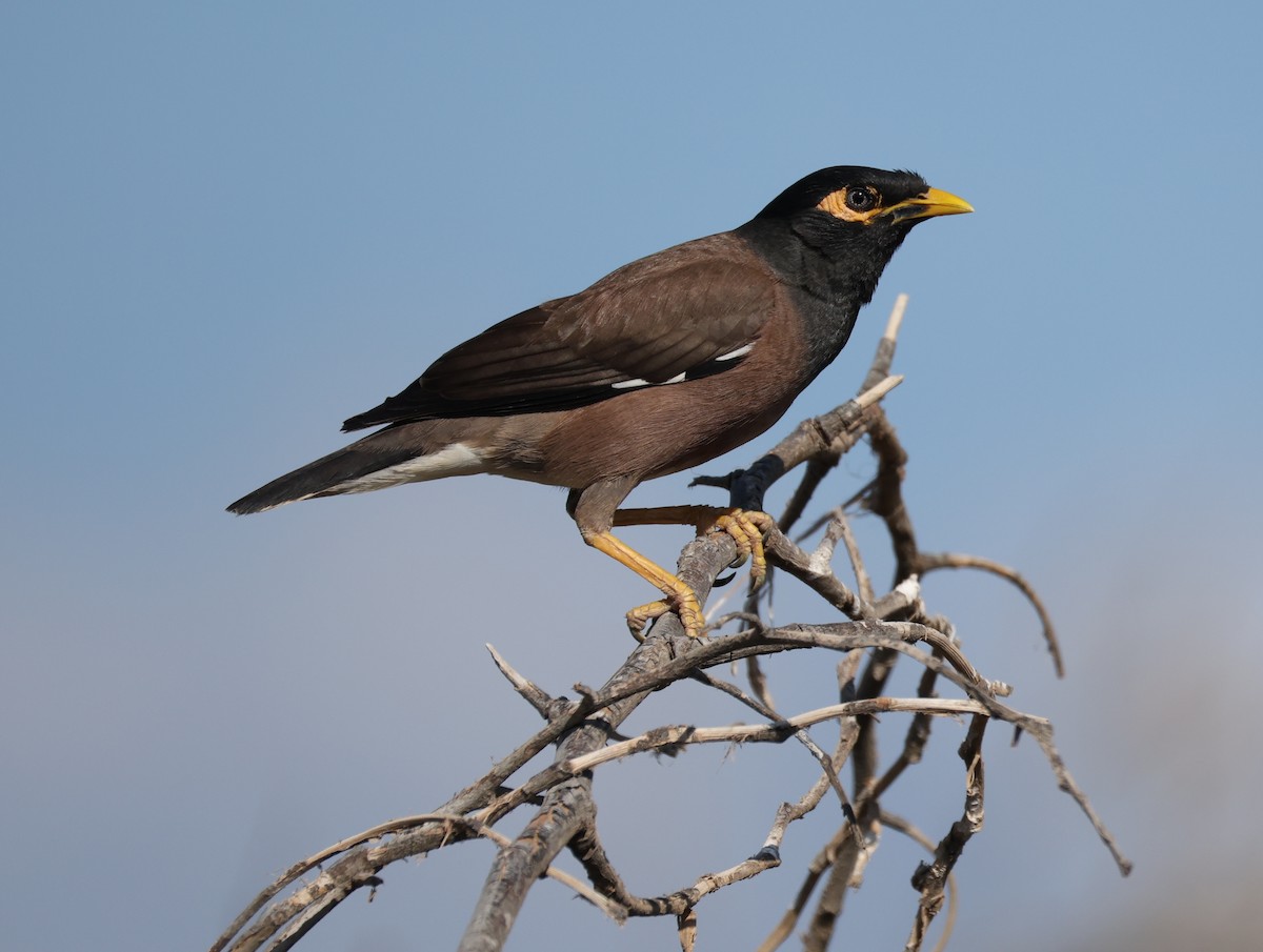 Common Myna - ML656814740