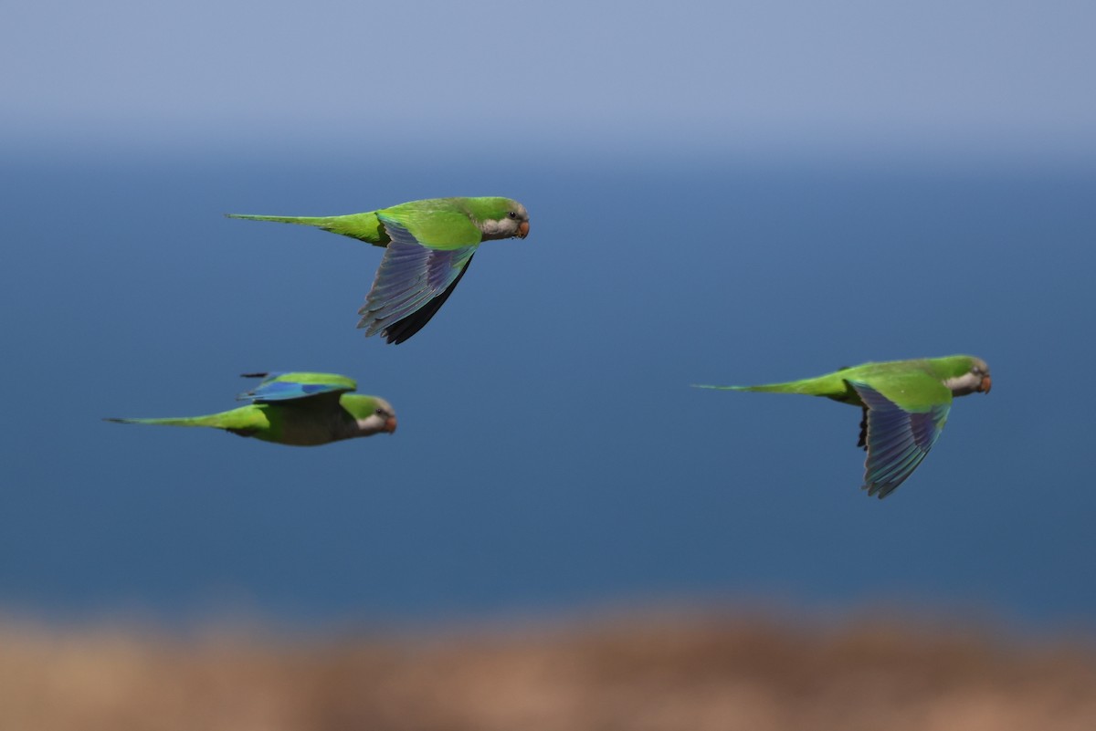 Monk Parakeet - ML656814788