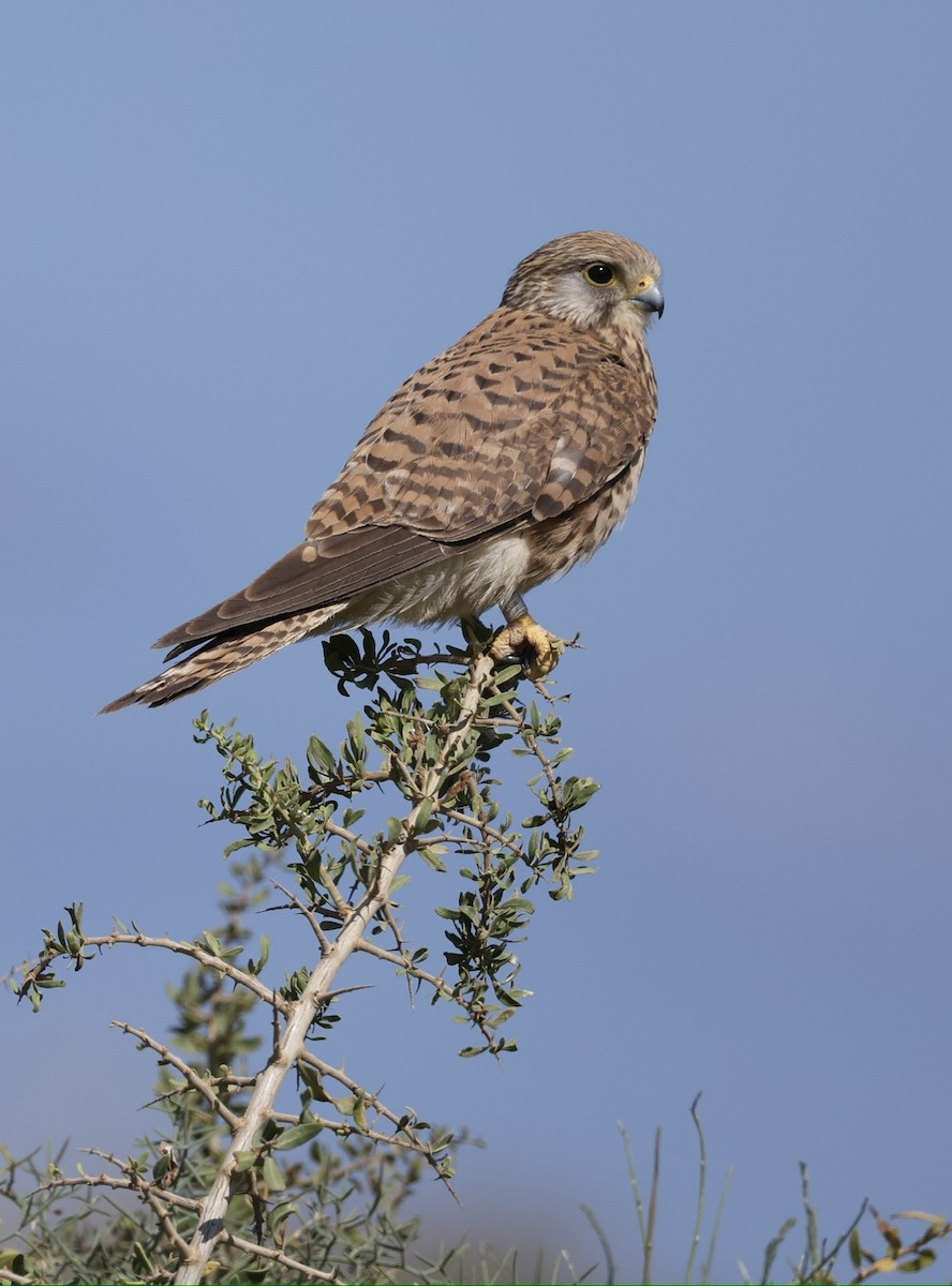 Eurasian Kestrel - ML656814834