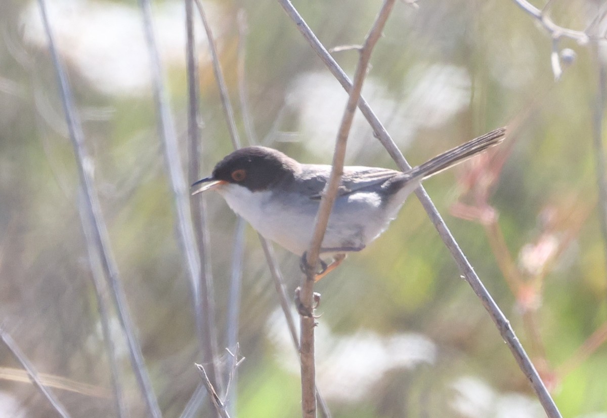 Sardinian Warbler - ML656814885