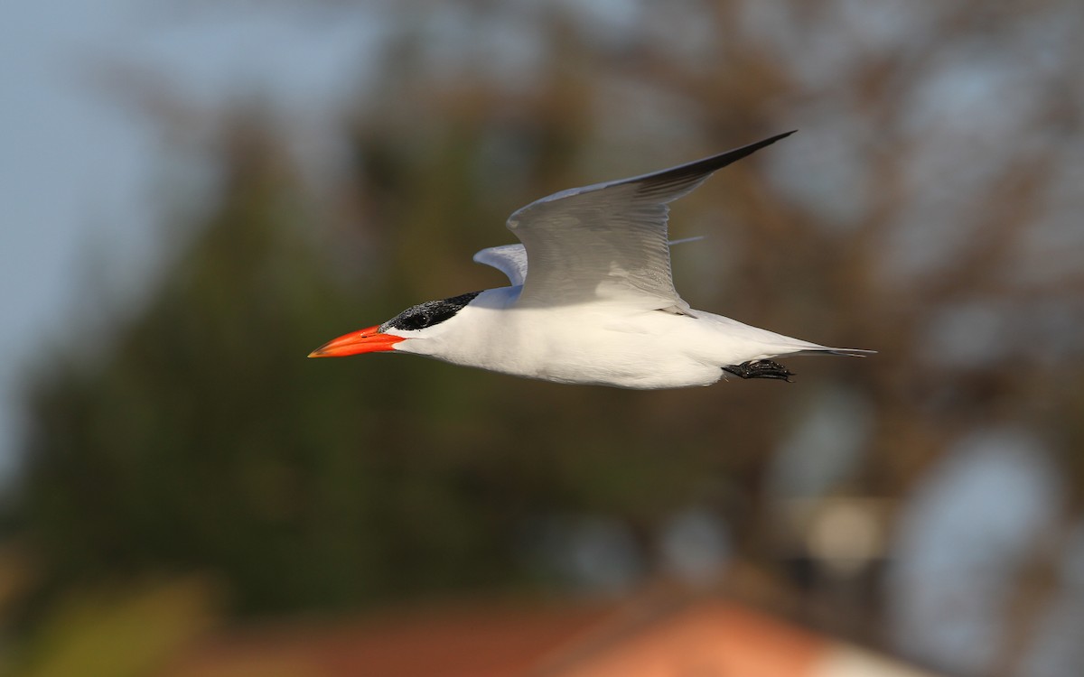 Caspian Tern - ML65681551