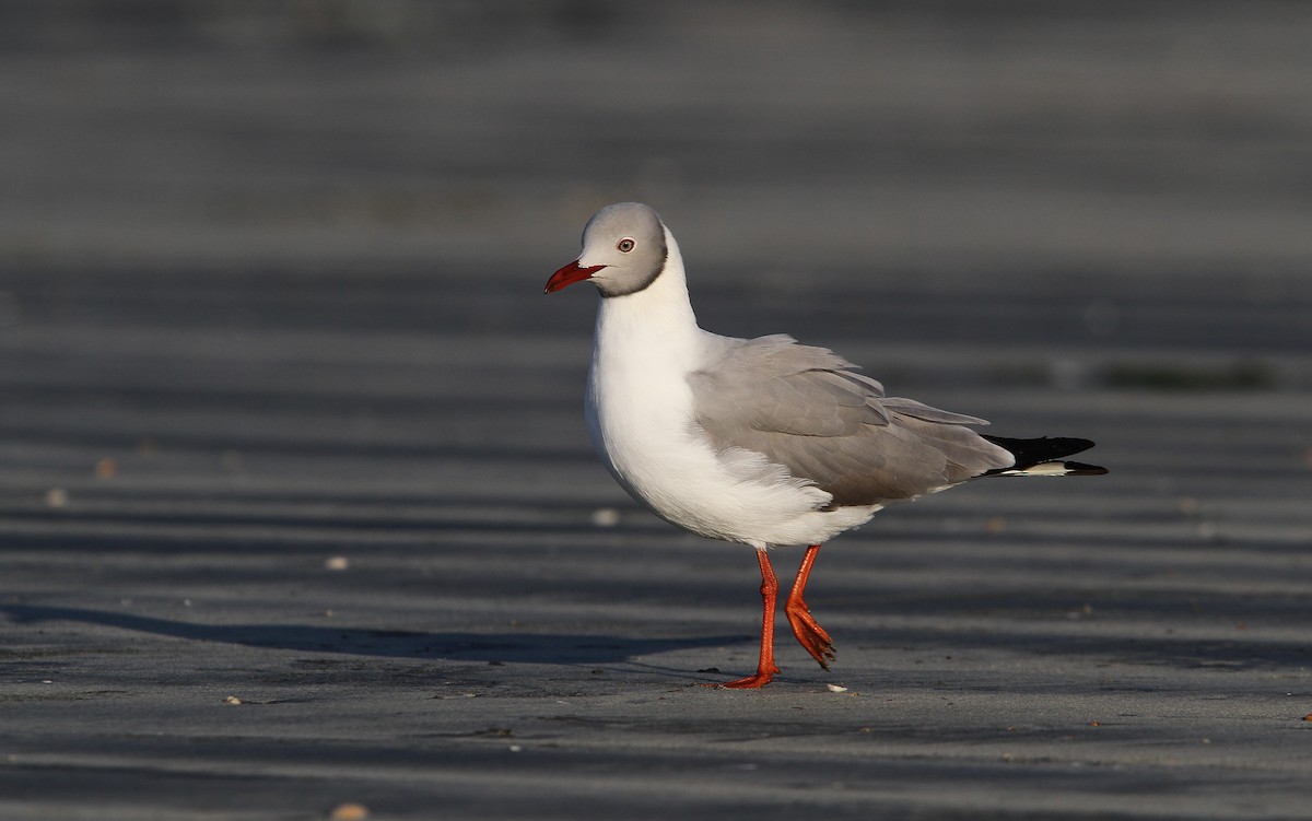 Gray-hooded Gull - Christoph Moning