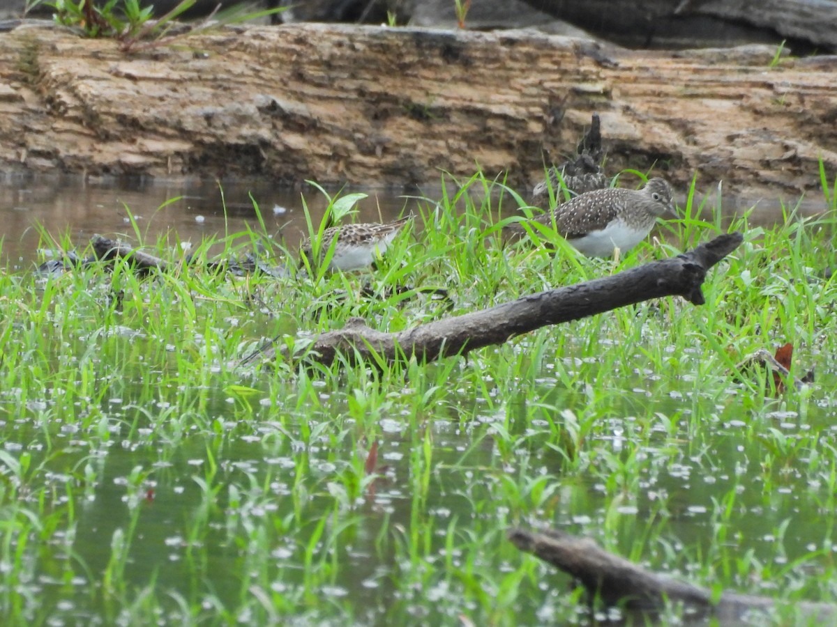Solitary Sandpiper - ML656816164