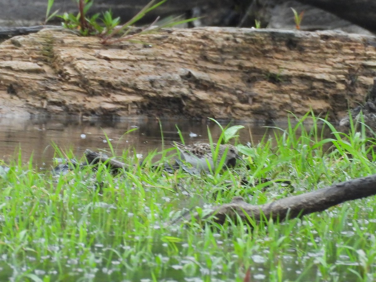 Least Sandpiper - ML656816180