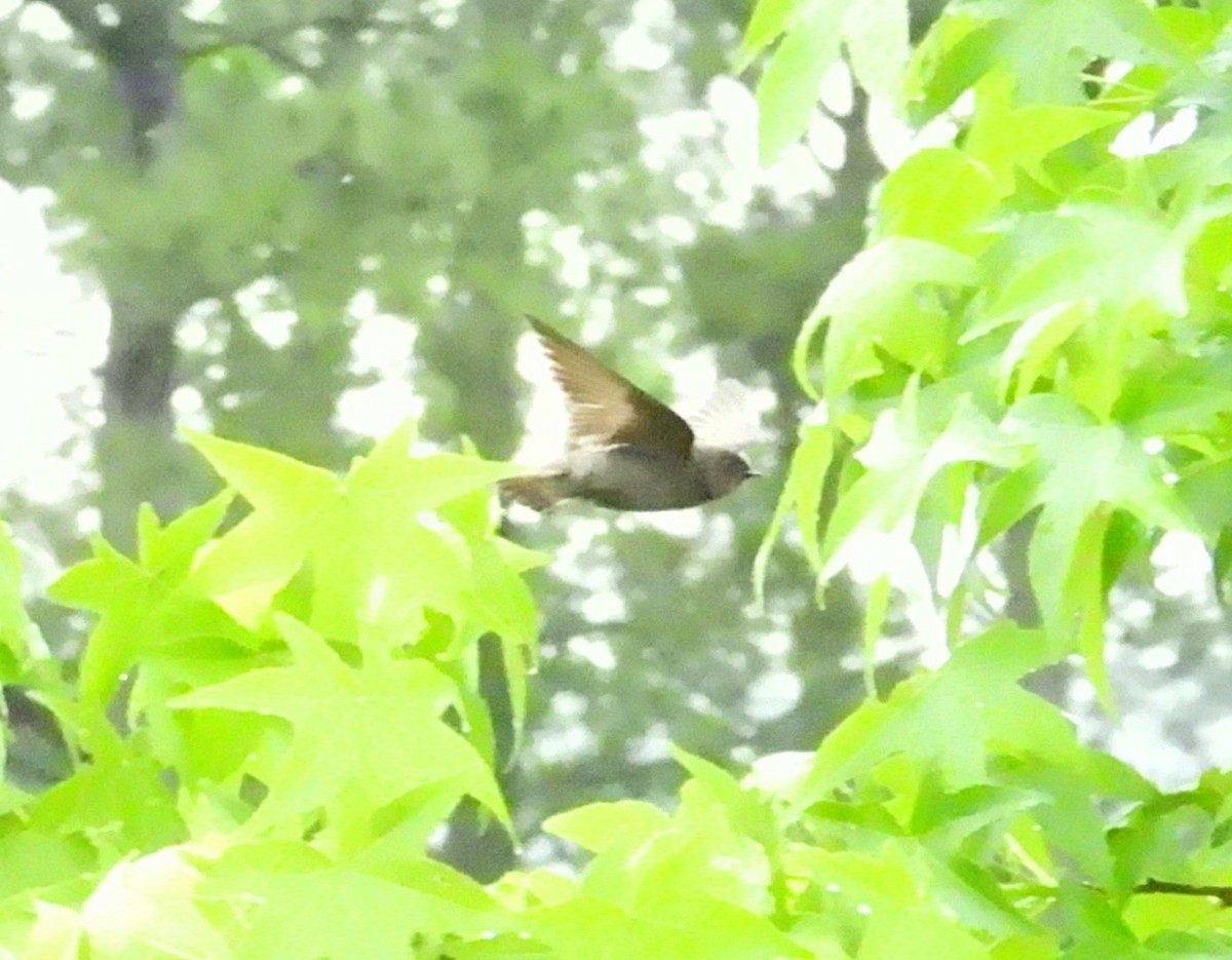 Northern Rough-winged Swallow - ML656816199