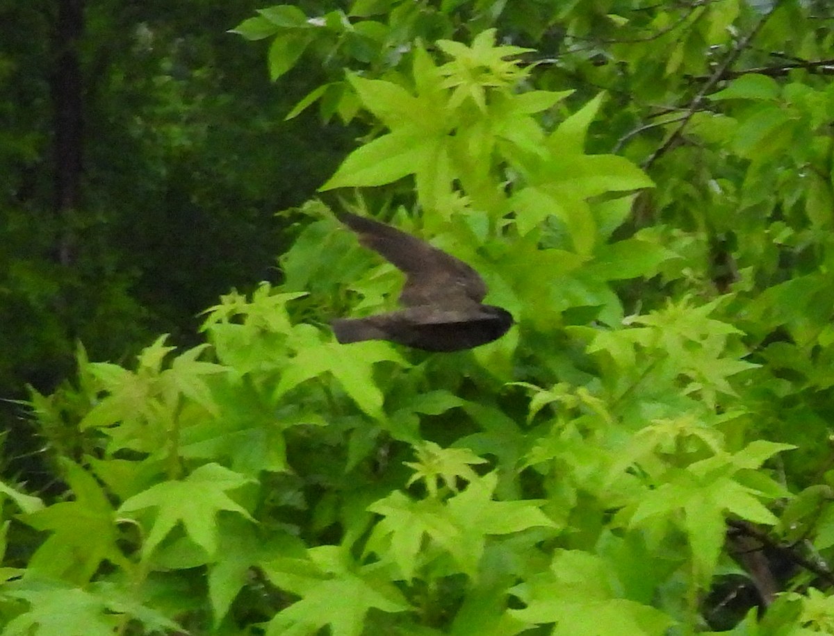 Northern Rough-winged Swallow - ML656816200