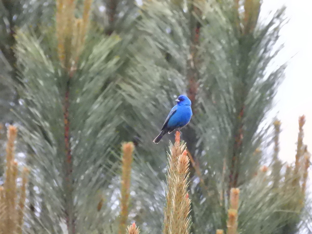 Indigo Bunting - ML656816245
