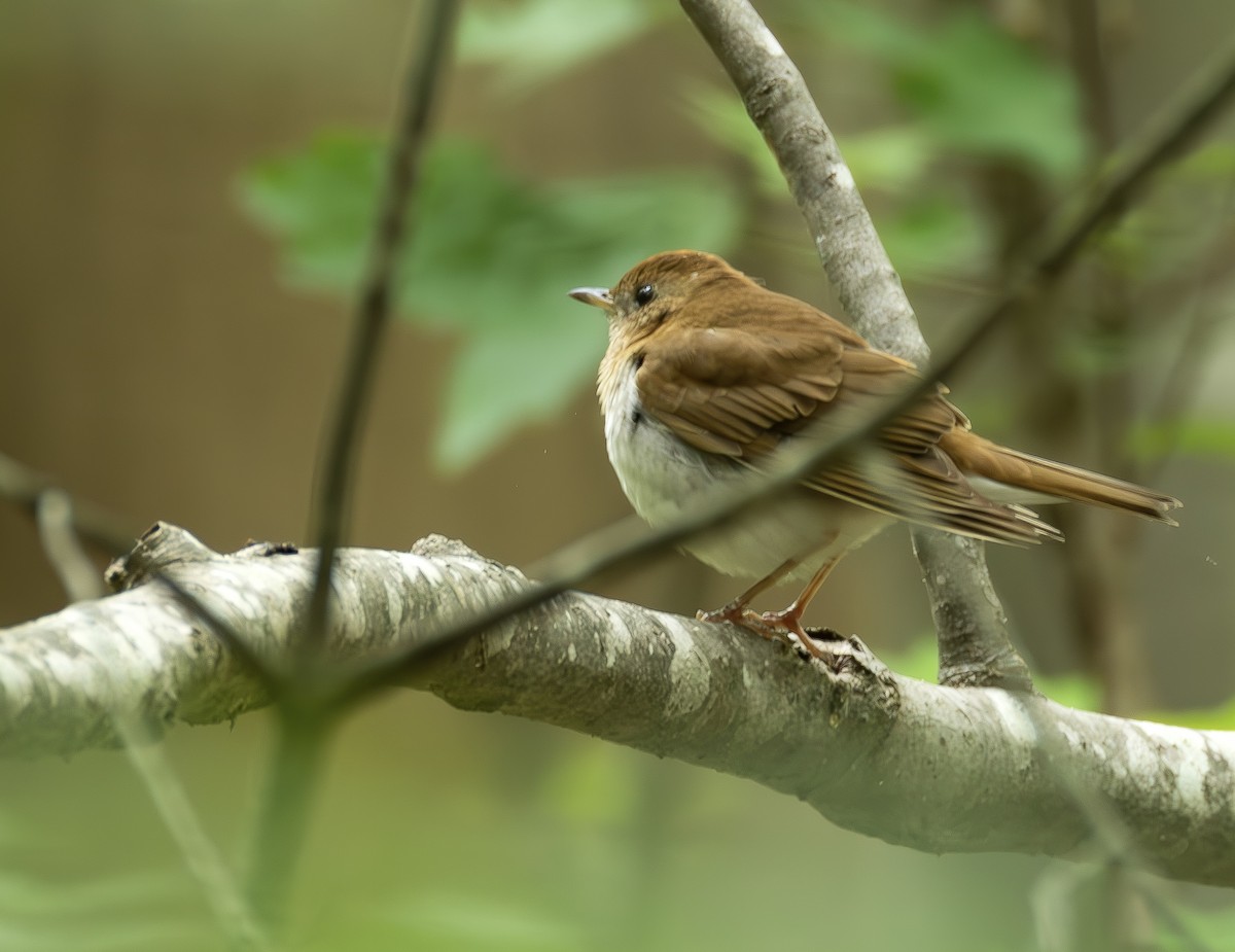 Veery - ML656818766