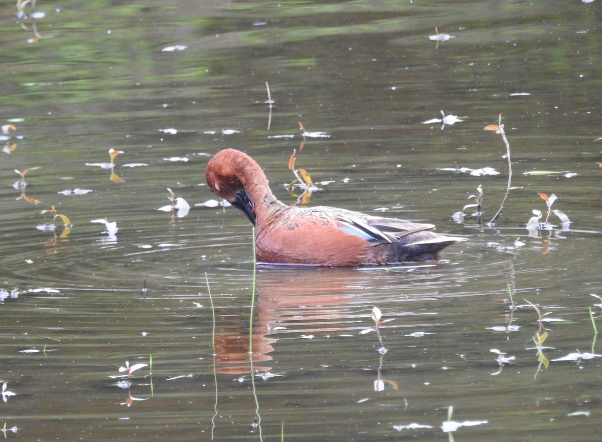 Cinnamon Teal - ML656819909
