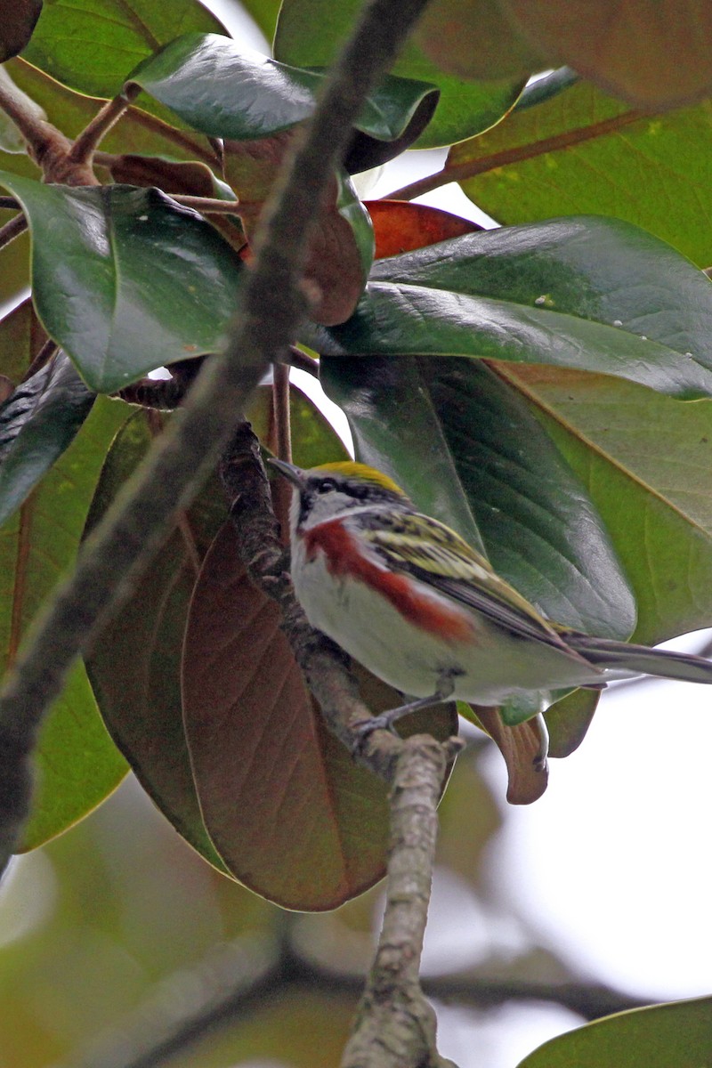 brunsideparula - ML656821006