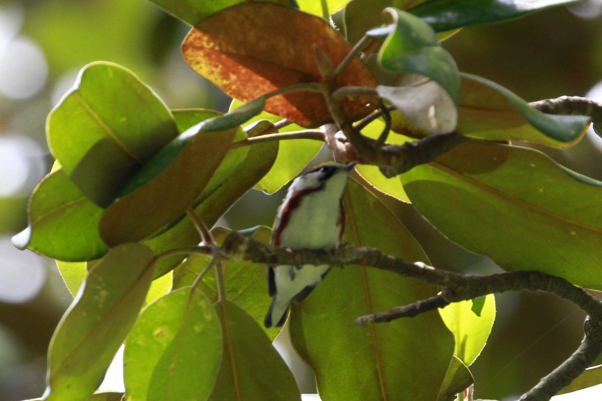 brunsideparula - ML656821043