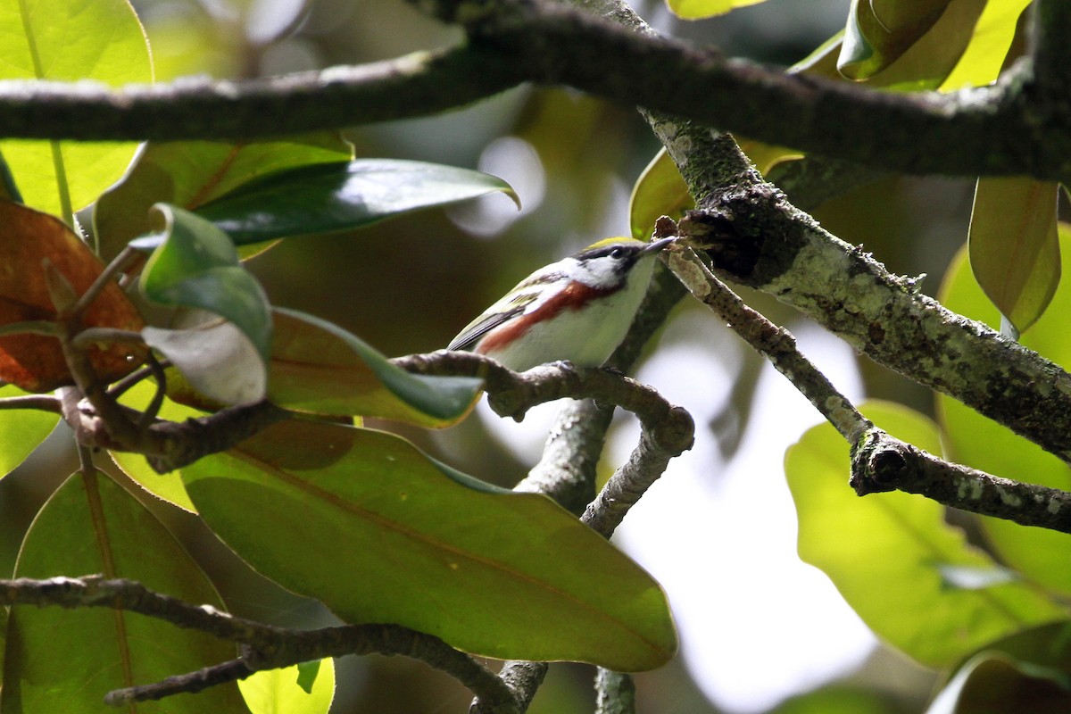 brunsideparula - ML656821044