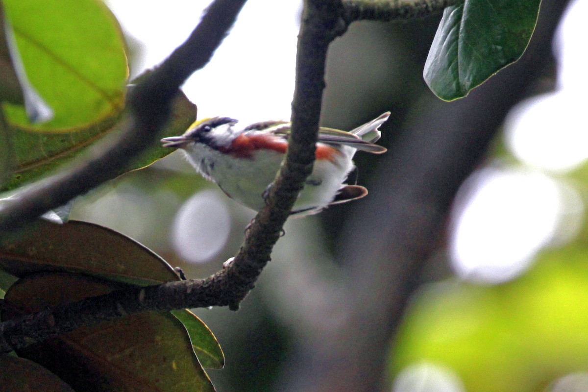 brunsideparula - ML656821045
